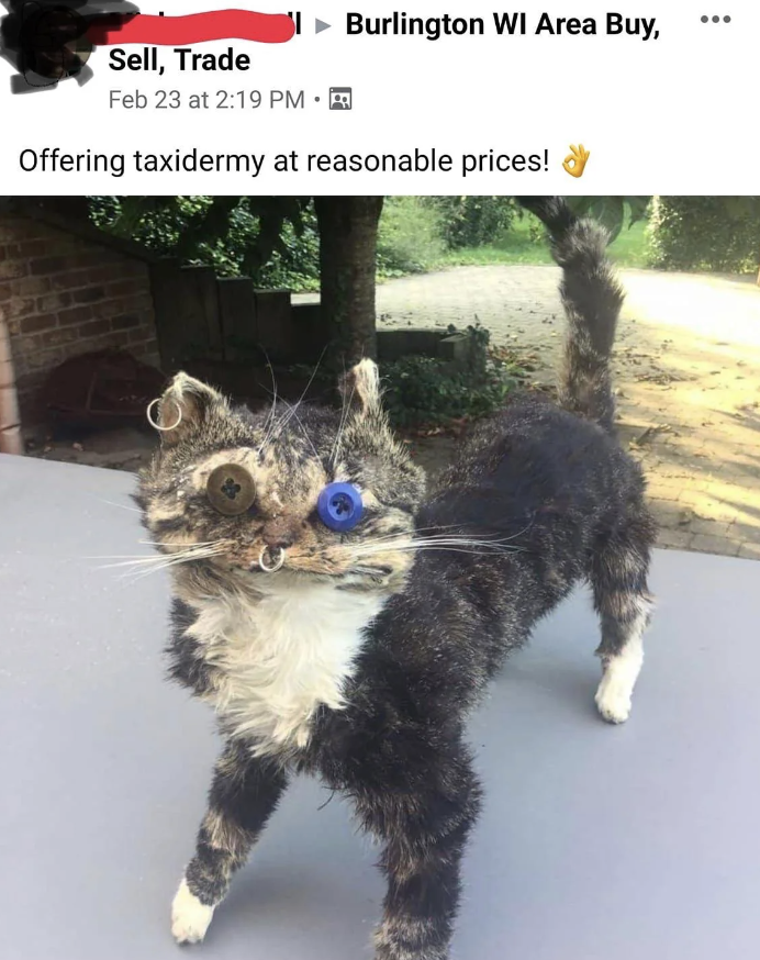 miniature schnauzer - Sell, Trade Burlington Wi Area Buy, Feb 23 at . Offering taxidermy at reasonable prices!